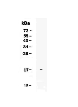 IL17E/IL25 Rabbit Polyclonal Antibody