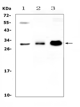 VEGFB Rabbit Polyclonal Antibody
