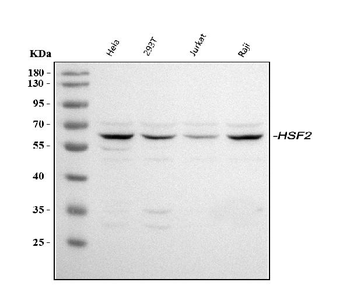 HSF2 Rabbit Polyclonal Antibody