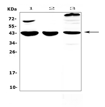 IL18 binding protein/Il18bp Rabbit Polyclonal Antibody