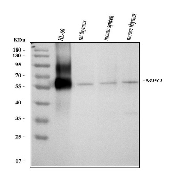 Myeloperoxidase/MPO Rabbit Polyclonal Antibody