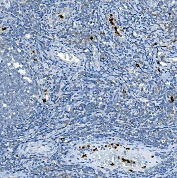 Myeloperoxidase/MPO Rabbit Polyclonal Antibody