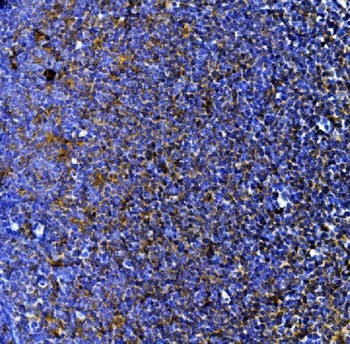 Myeloperoxidase/MPO Rabbit Polyclonal Antibody
