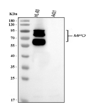 Myeloperoxidase/MPO Rabbit Polyclonal Antibody