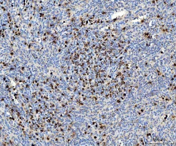 Myeloperoxidase/MPO Rabbit Polyclonal Antibody