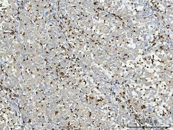 Myeloperoxidase/MPO Rabbit Polyclonal Antibody