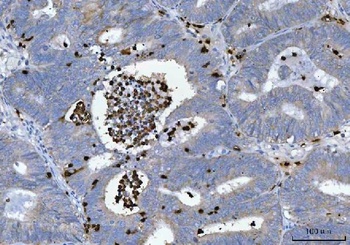 Myeloperoxidase/MPO Rabbit Polyclonal Antibody