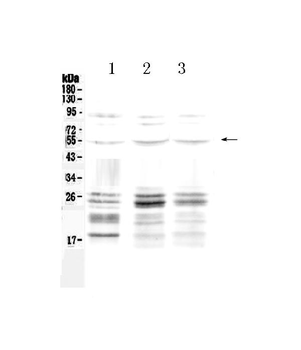 PTEN Rabbit Polyclonal Antibody