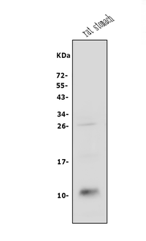 CXCL12 Rabbit Polyclonal Antibody