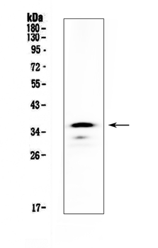 CD40/Cd40 Rabbit Polyclonal Antibody