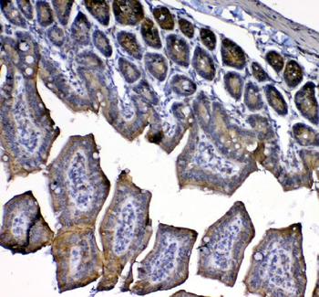 IL33 Rabbit Polyclonal Antibody