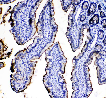 IL33 Rabbit Polyclonal Antibody