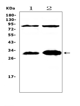 IL33 Rabbit Polyclonal Antibody