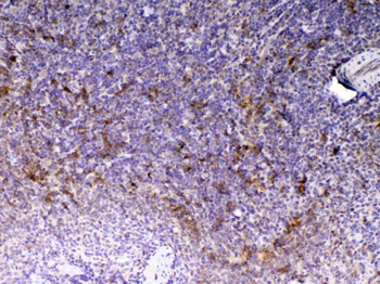 CD14 Rabbit Polyclonal Antibody