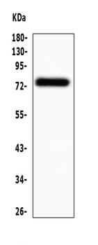 MAVS Rabbit Polyclonal Antibody