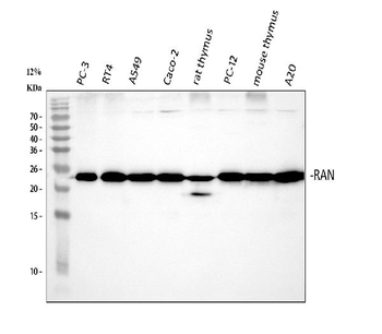 Ran Rabbit Polyclonal Antibody