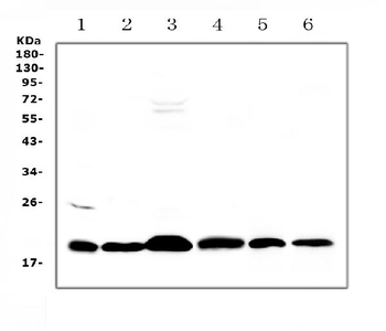 ICOS Antibody