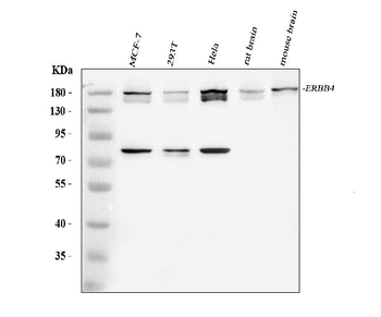 ErbB 4/ERBB4 Rabbit Polyclonal Antibody