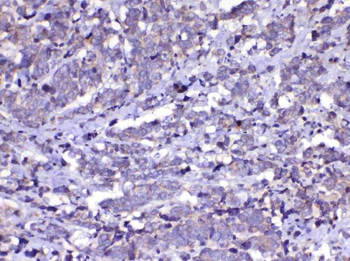 Cdc20 Rabbit Polyclonal Antibody