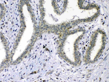 Cdc20 Rabbit Polyclonal Antibody