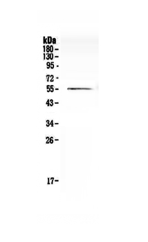 Cdc20 Rabbit Polyclonal Antibody