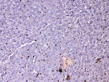 GST3/GST pi/Gstp1 Rabbit Polyclonal Antibody
