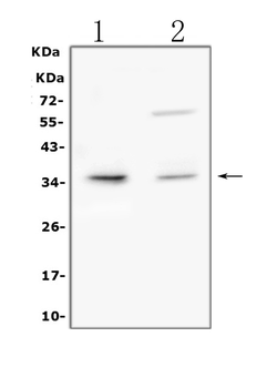 TRAIL/TNFSF10 Rabbit Polyclonal Antibody