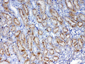 Galectin 1/Lgals1 Antibody