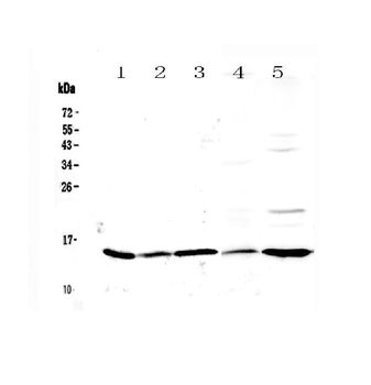 Galectin 1/Lgals1 Antibody