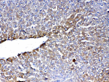 PON1 Rabbit Polyclonal Antibody