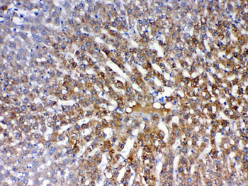PON1 Rabbit Polyclonal Antibody
