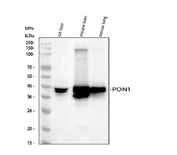 PON1 Rabbit Polyclonal Antibody