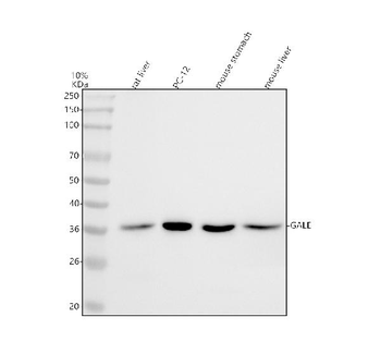 GALE Rabbit Polyclonal Antibody