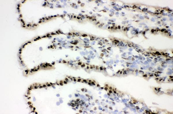 XRCC1 Rabbit Polyclonal Antibody