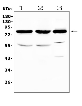 NSF Rabbit Polyclonal Antibody