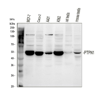 PTP1B/PTPN1 Rabbit Polyclonal Antibody