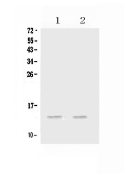 MIP-3 Alpha/CCL20/MIP Rabbit Polyclonal Antibody