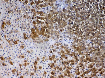 PARK7/DJ1 Rabbit Polyclonal Antibody