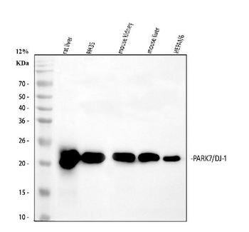 PARK7/DJ1 Rabbit Polyclonal Antibody