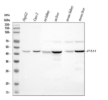PAH Rabbit Polyclonal Antibody