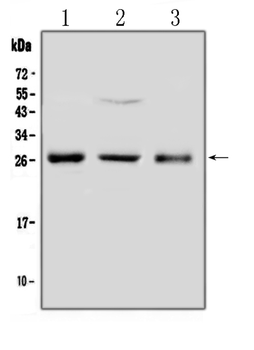 FGF8 Rabbit Polyclonal Antibody