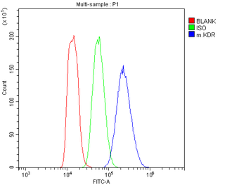 VEGF Receptor 2/Kdr Antibody