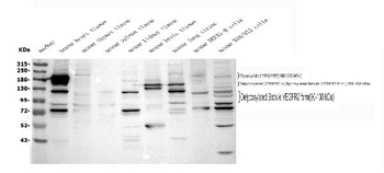VEGF Receptor 2/Kdr Antibody