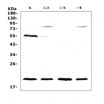 CD59/Cd59a Rabbit Polyclonal Antibody