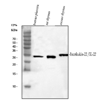 IL-22/IL22 Antibody