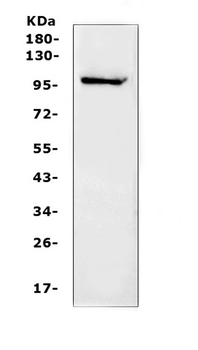 NFAT1/NFATC2 Rabbit Polyclonal Antibody