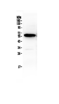 Syndecan-1/SDC1 Rabbit Polyclonal Antibody