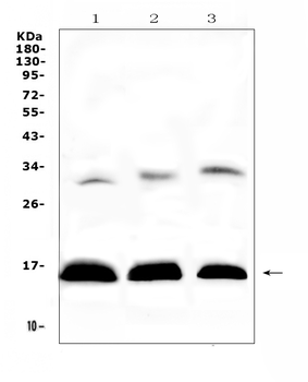 HBD Rabbit Polyclonal Antibody