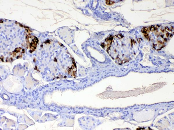 RBP4 Antibody