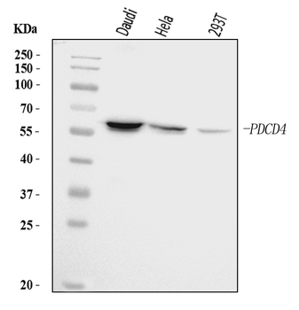 PDCD4 Rabbit Polyclonal Antibody